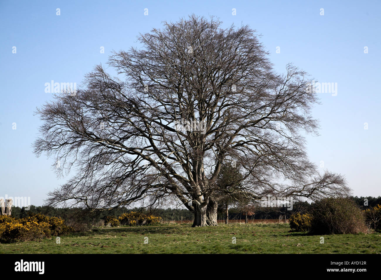 Gemeinsamen Buche im Winter, Butley, Suffolk, England - Fagus sylvatica Stockfoto