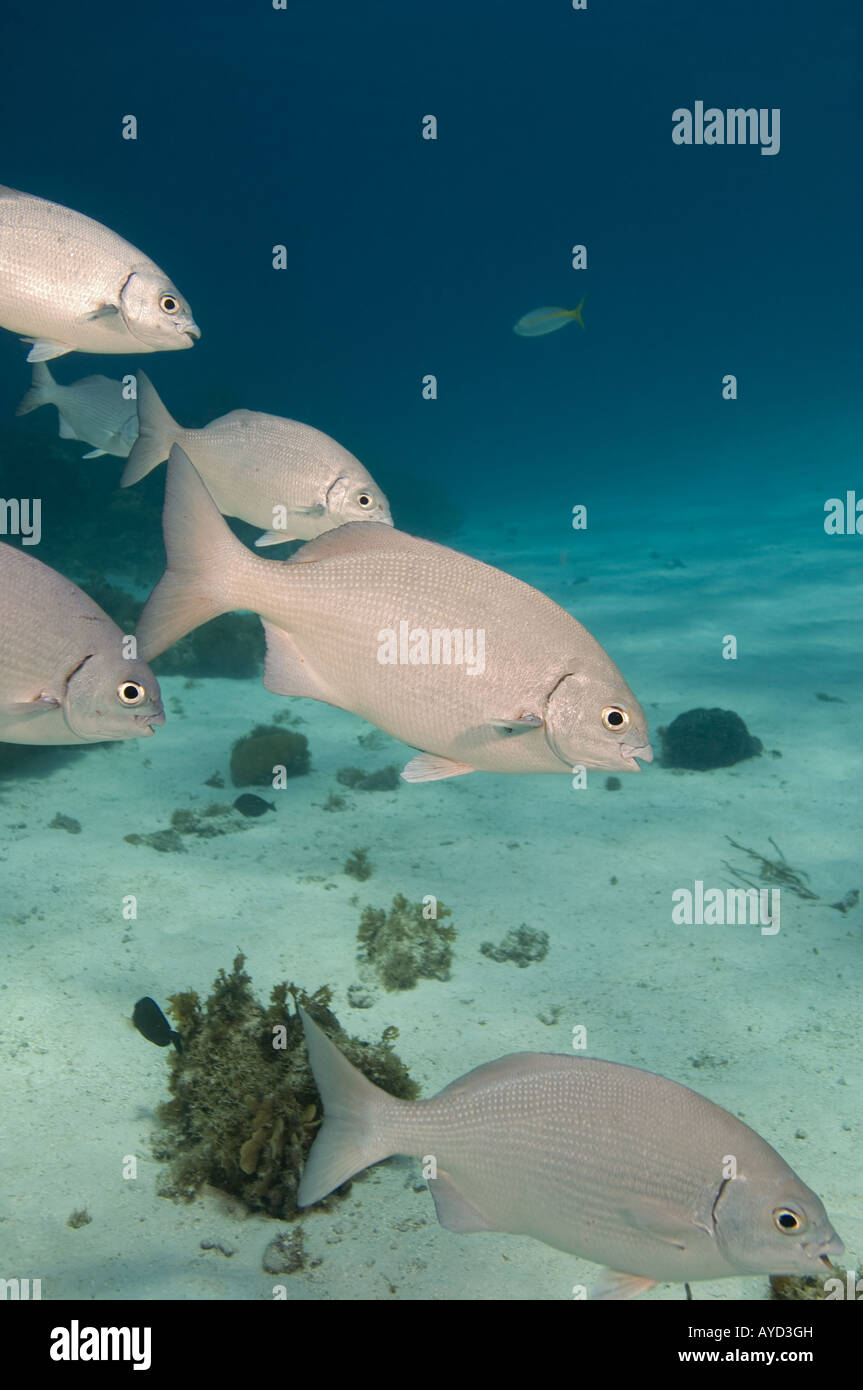 Eine lose Schule Bermuda/gelb Chubs schwimmen schnell durch. Stockfoto