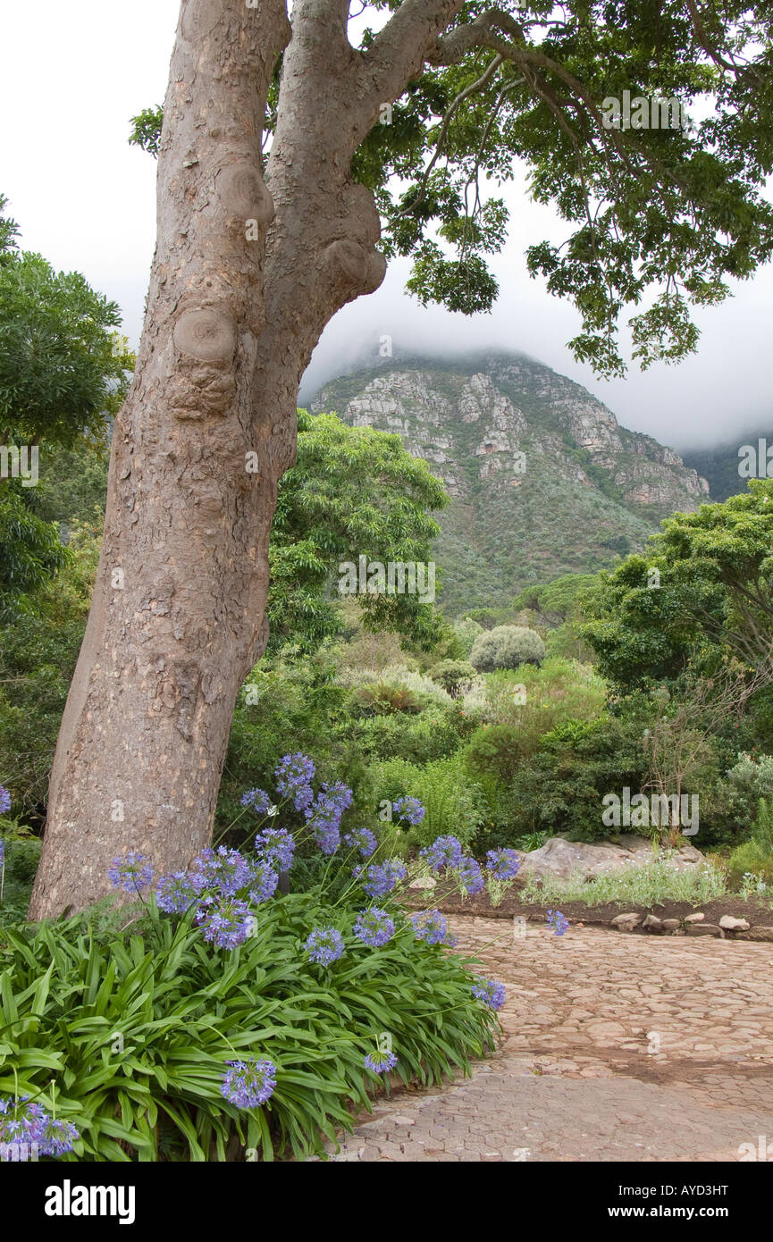 Blaue Agapanthus Blumen im Botanischen Garten Kirstenbosch Kapstadt Südafrika Stockfoto