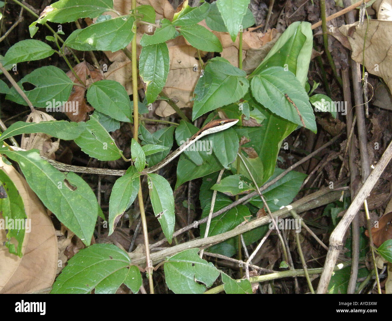 Braun Rebe Schlange Oxybelis aeneus Stockfoto