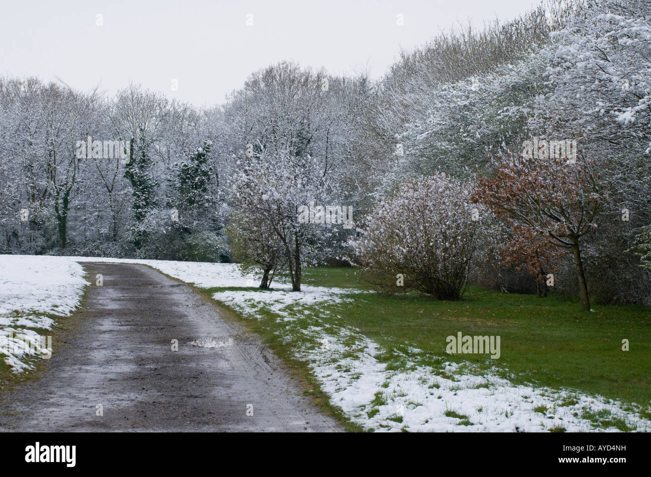 Einem verschneiten bewaldeten Land Szene (52) England, UK Stockfoto