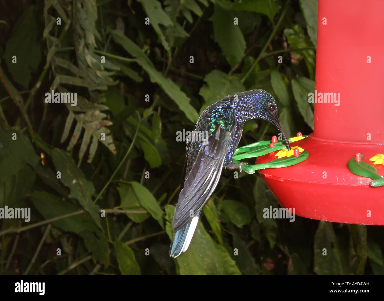 Kolibri violett sabrewing Stockfoto