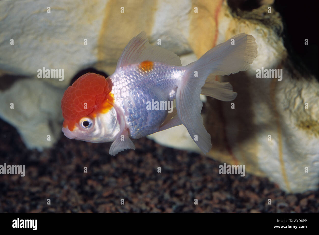 Goldfisch "Oranda Löwenkopf", Carassius Auratus, Süßwasserfische