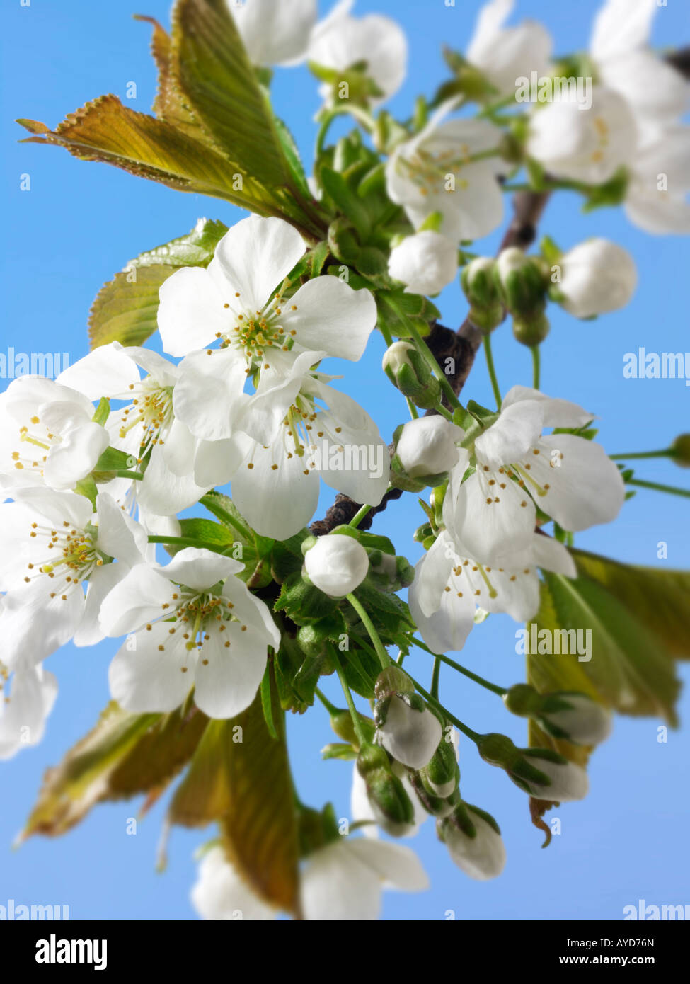Bilder von frischem Weiß Cherry Blossom, Blumen und Blüten frisch von einem Kirschbaum abgeholt Stockfoto