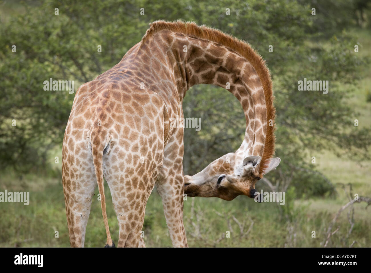 Pflege selbst durch verdrehen und senken den Hals Giraffe Stockfoto