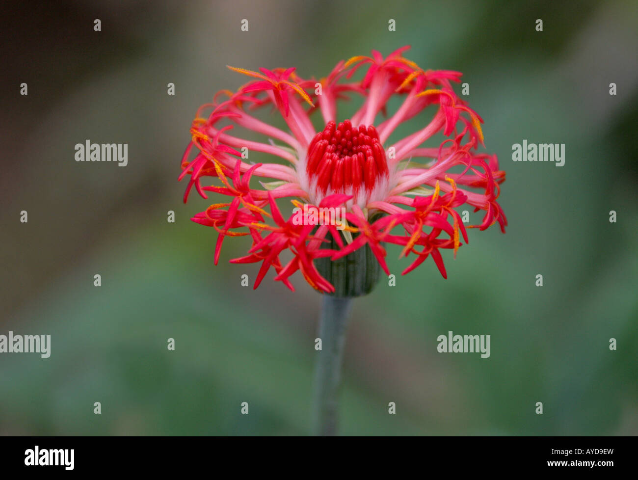 Kleinia Abyssinica aka Notonia Abyssinica Asteraceae Compositae