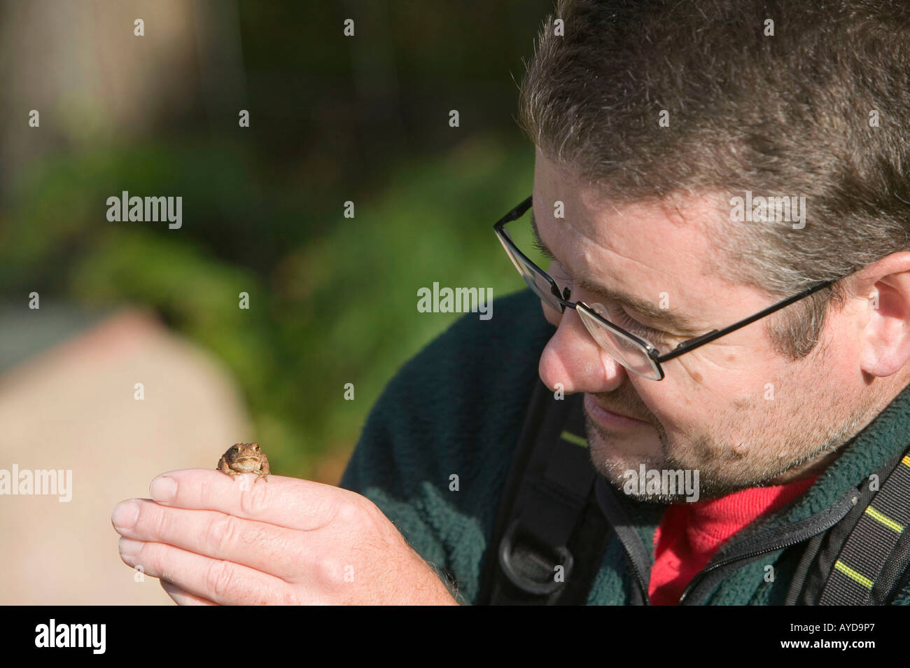 Ein Naturforscher Studien eine junge Kröte Stockfoto