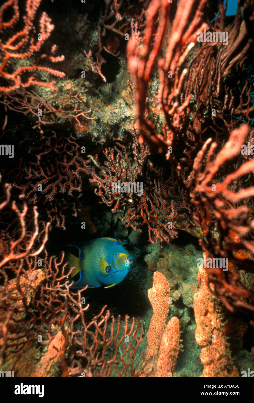 Königin-Kaiserfisch in helle Koralle Stockfoto