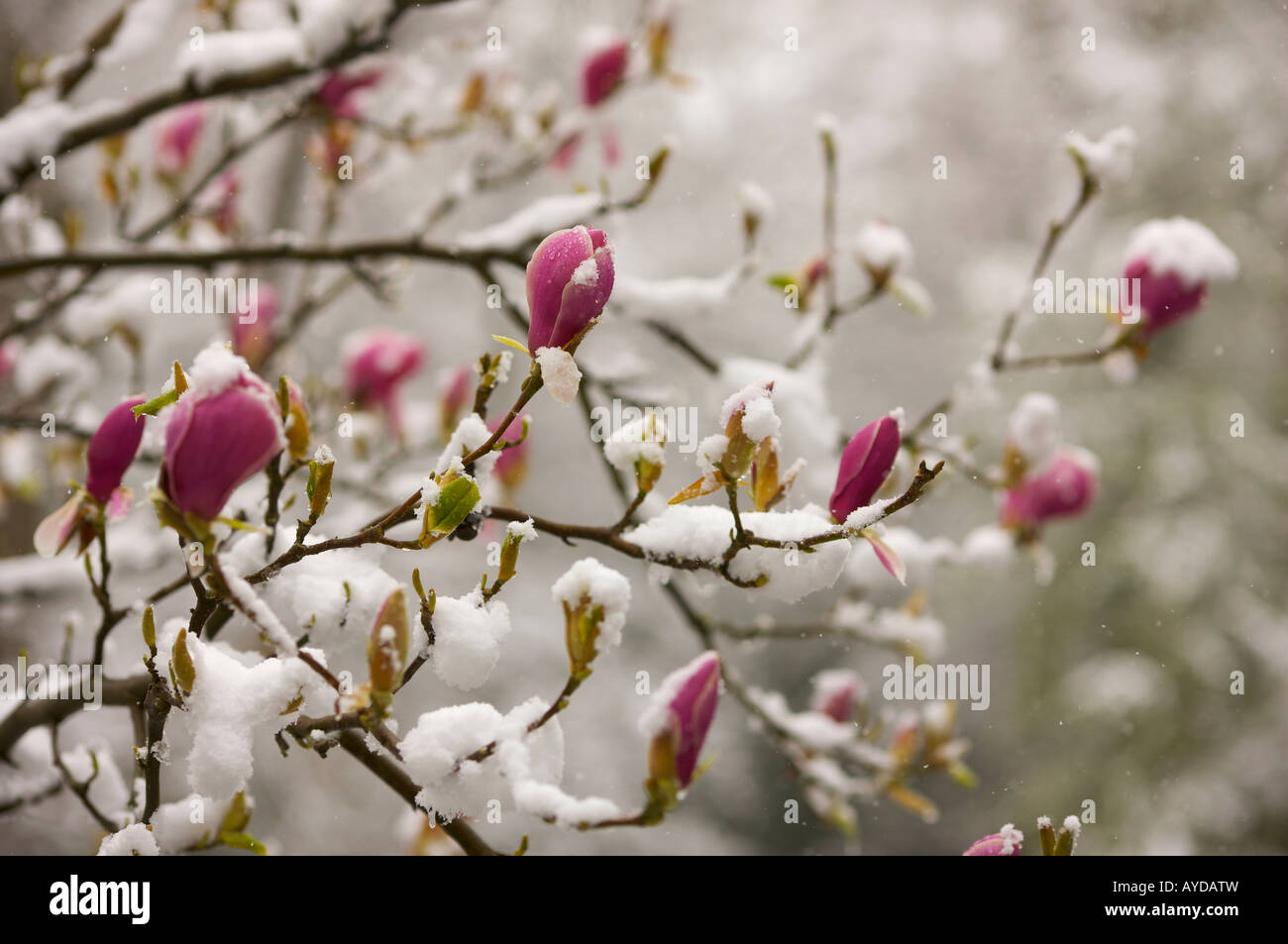 Rosa Magnolia Blumen im frühen Frühlingsschnee bedeckt Stockfoto