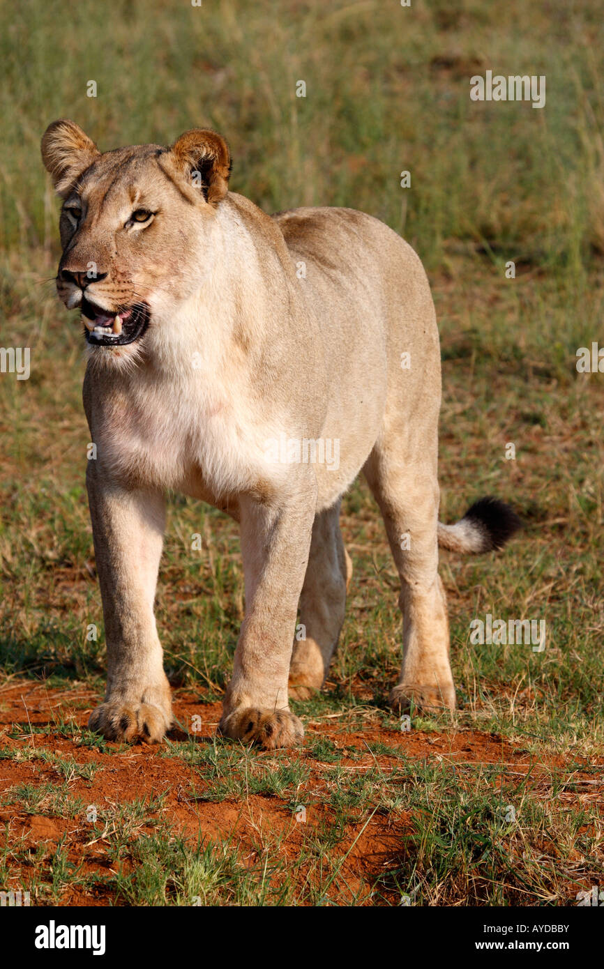 Weibliche Löwen Panthera Leo auf der Ebene von Entabeni Game reserve Welgevonden Waterberg Limpopo Provinz in Südafrika Stockfoto