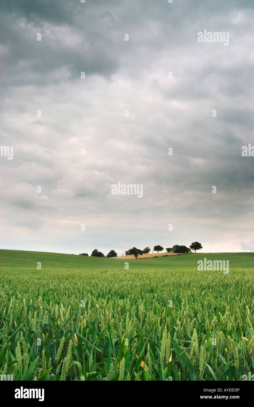 Unreife Weizen Nazeing Essex UK Stockfoto