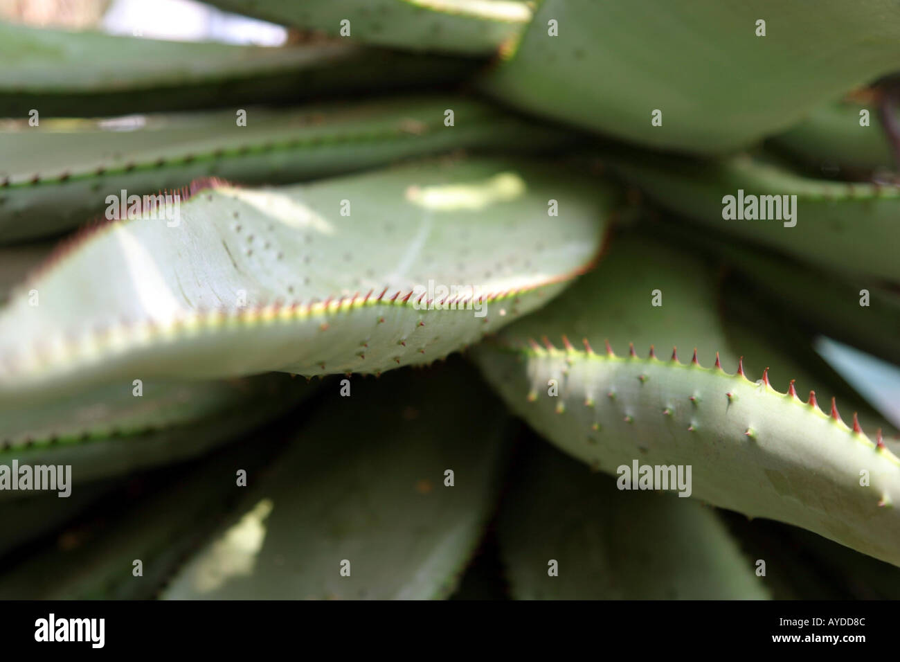 Nolina Recurvata tropische Kaktus in Oxford botanischen Gärten Stockfoto