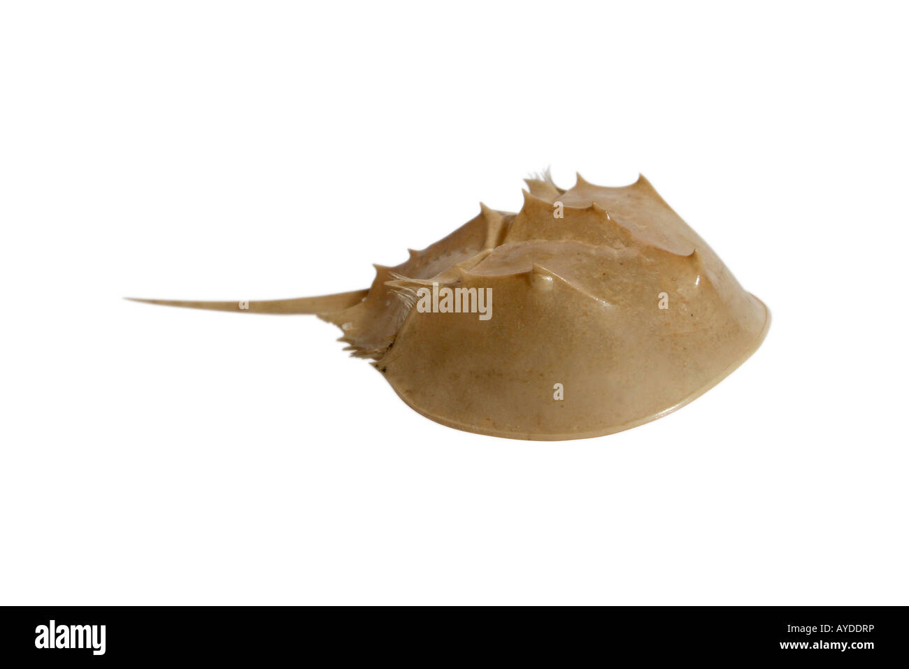 Horseshoe Crab (Limulus Polyphemus) getrocknete Haut von Mauser. Stockfoto