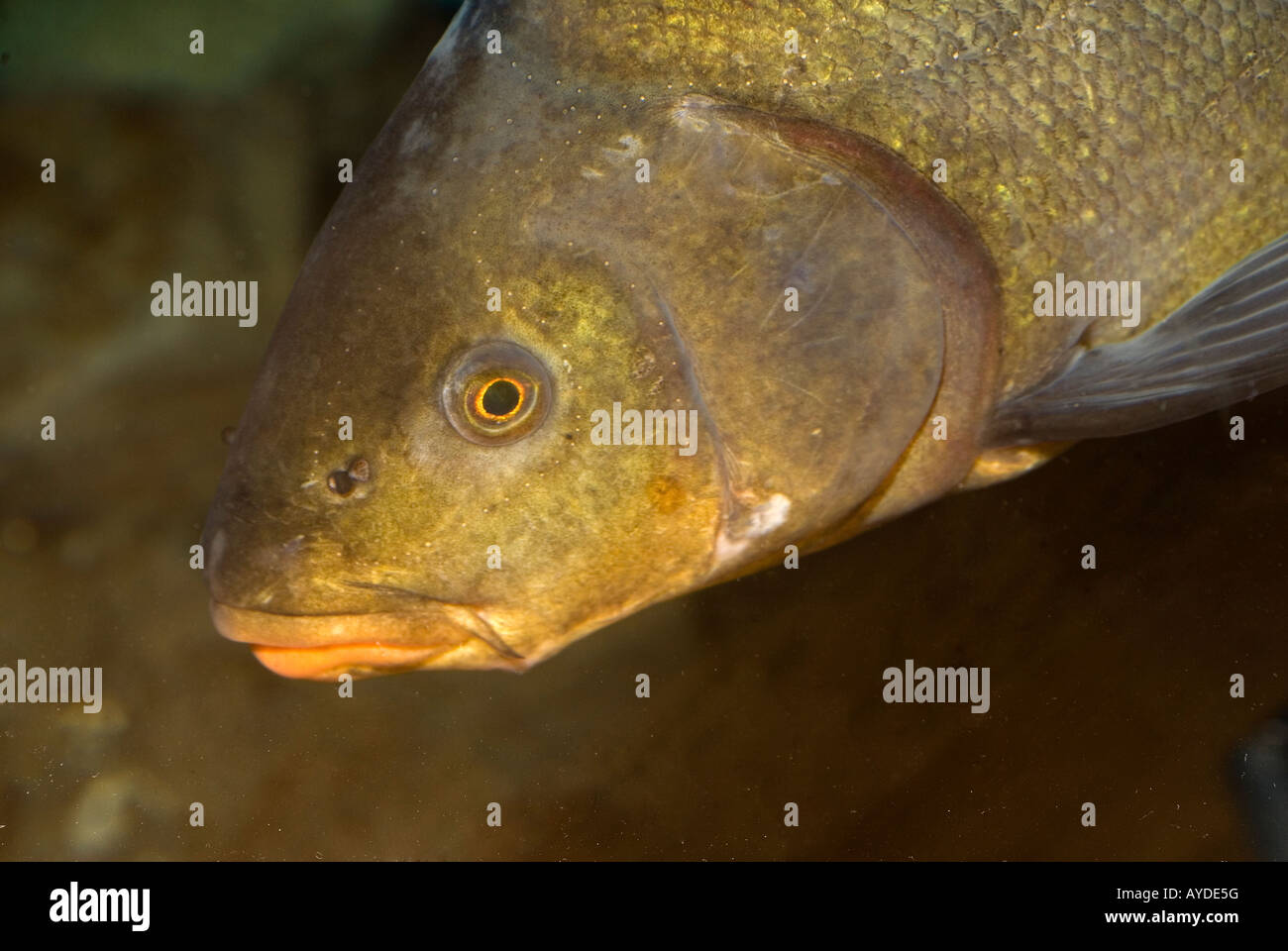 Tinca Tinca, Schleien, Süßwasserfische, Ciprinidae Stockfoto