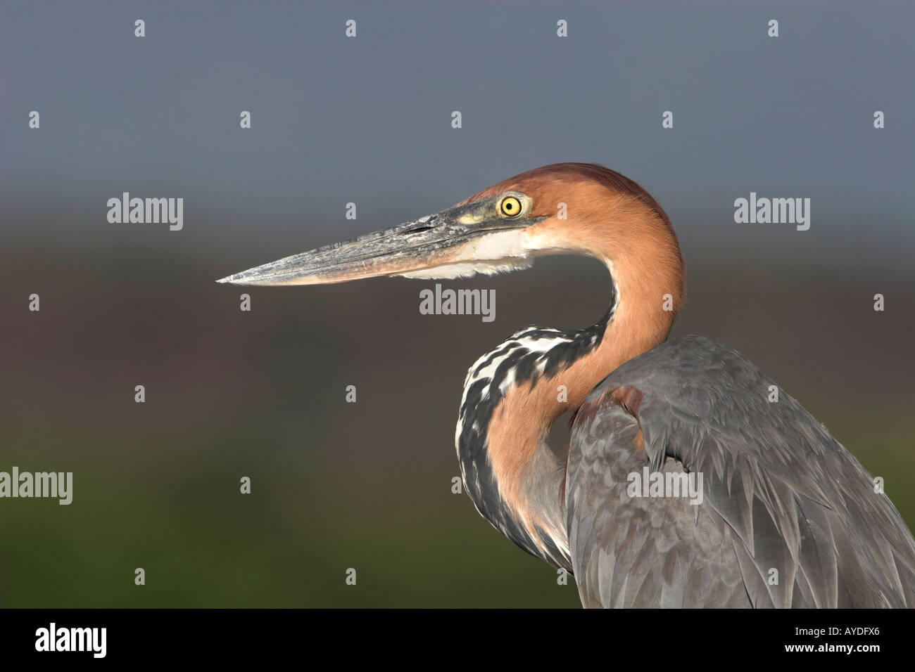 Goliath Reiher, Ardea Goliath, Kopf Porträt, Lake Baringo, Kenia, Ostafrika, wilder Vogel, Vogelgrippe, langer Hals, Jagd, Pirsch Stockfoto