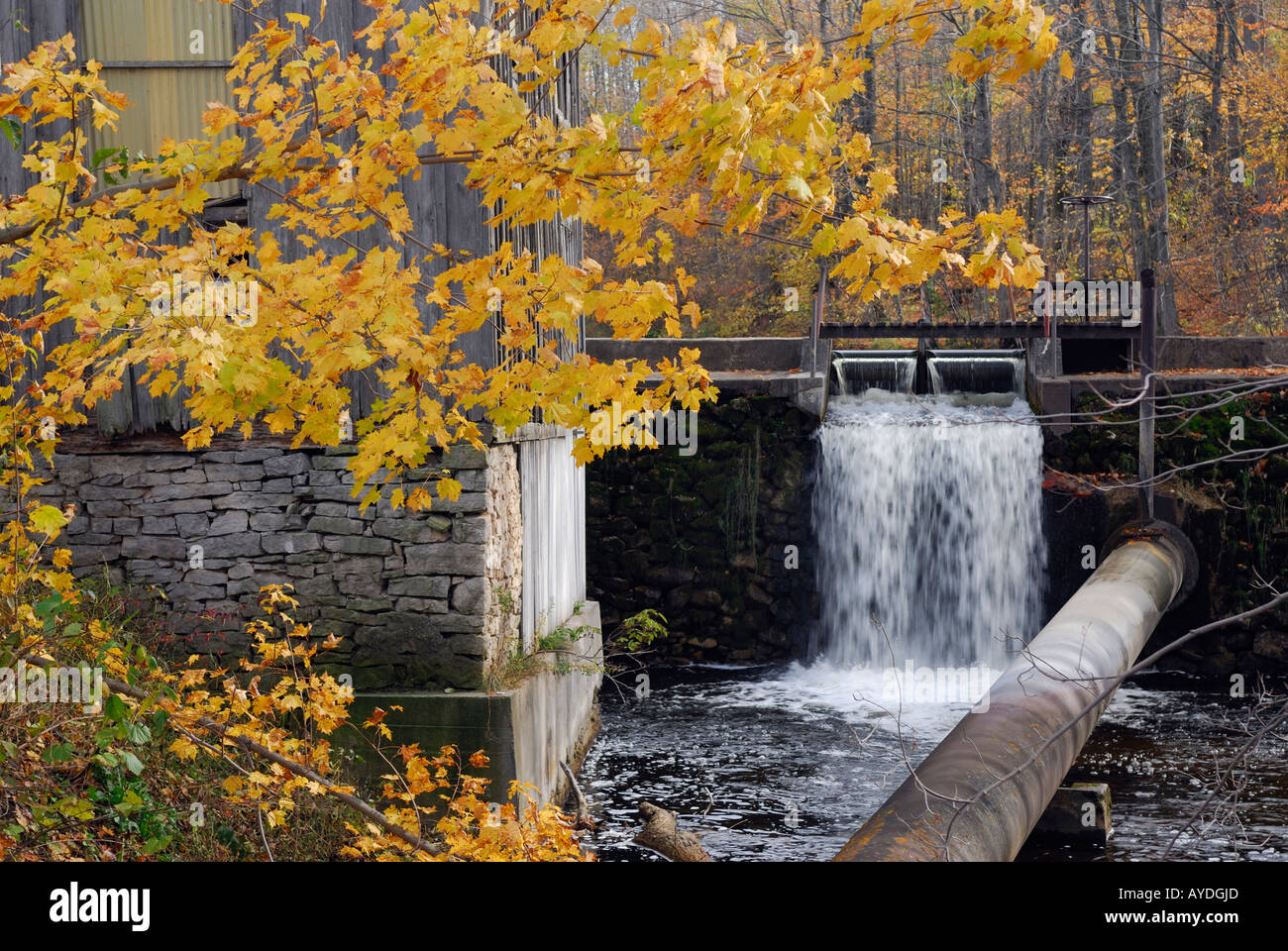 Alte Mühle in Walters Falls Ontario mit gelber Ahornbaum Stockfoto