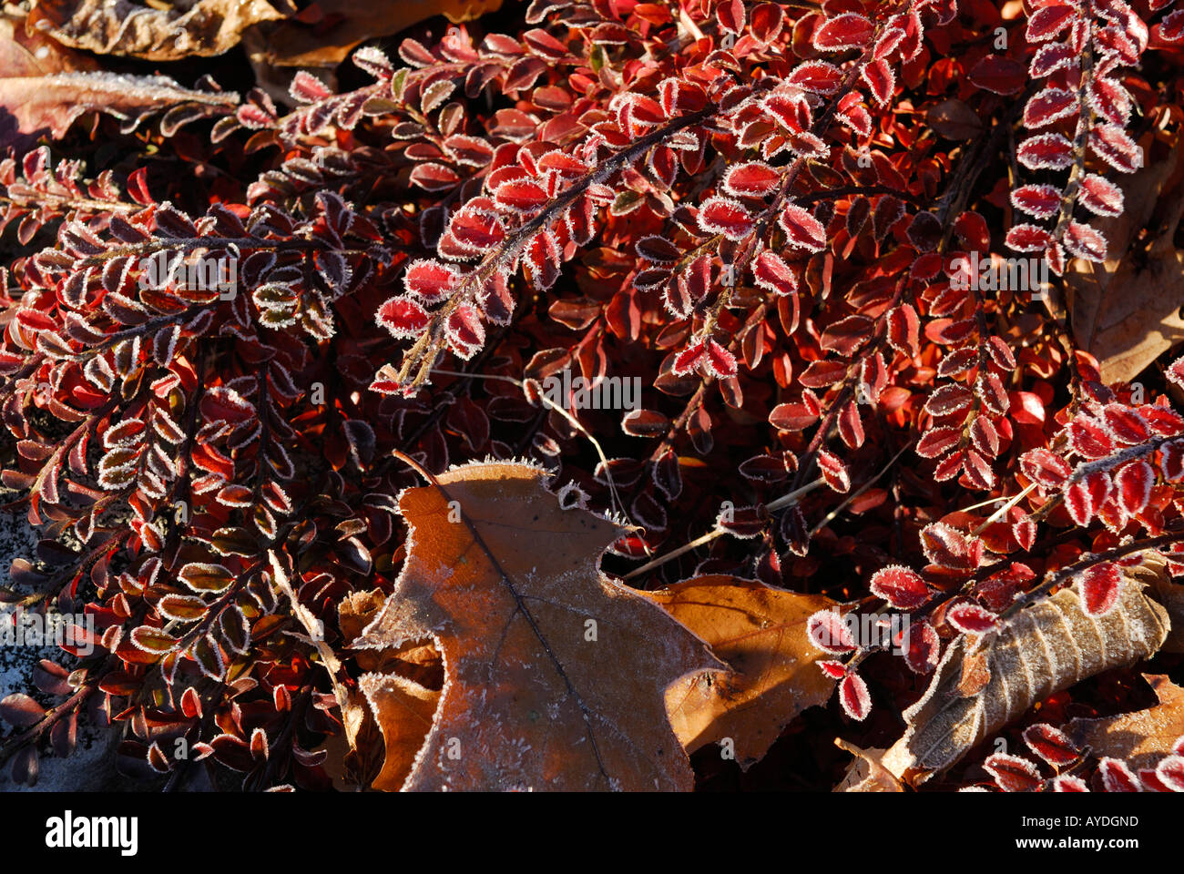 Raureif auf roten Zwergmispel Blätter an einem Herbst-Morgen Stockfoto
