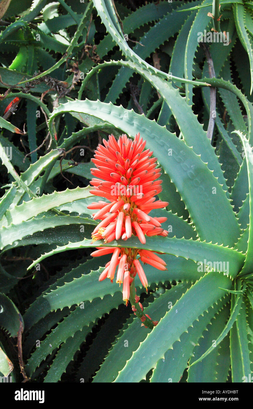 Eine wunderschne Aloe Vera Frucht auf der Insel La Palma (Kanarische Insel  Stockfotografie - Alamy