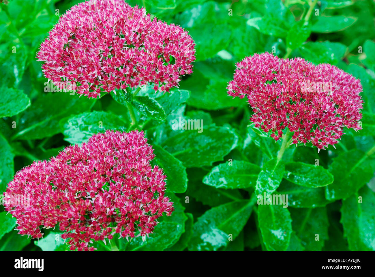 Drei rote Sedum Blüten nach einem Regen Stockfoto