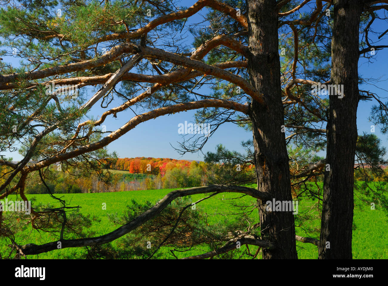 Veiw von Oak Ridges Morraine grüne Feld durch eine Pinie Ontario Stockfoto