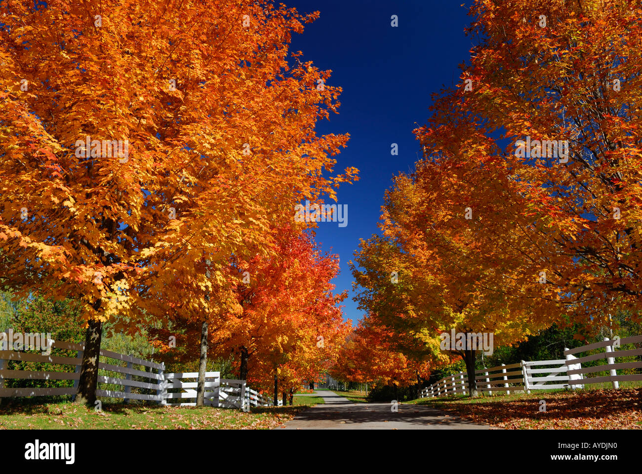 Rot-Ahorn-Bäume im Herbst vor einem blauen Himmel entlang einer Gasse in ein Bauernhaus in Ontario Stockfoto