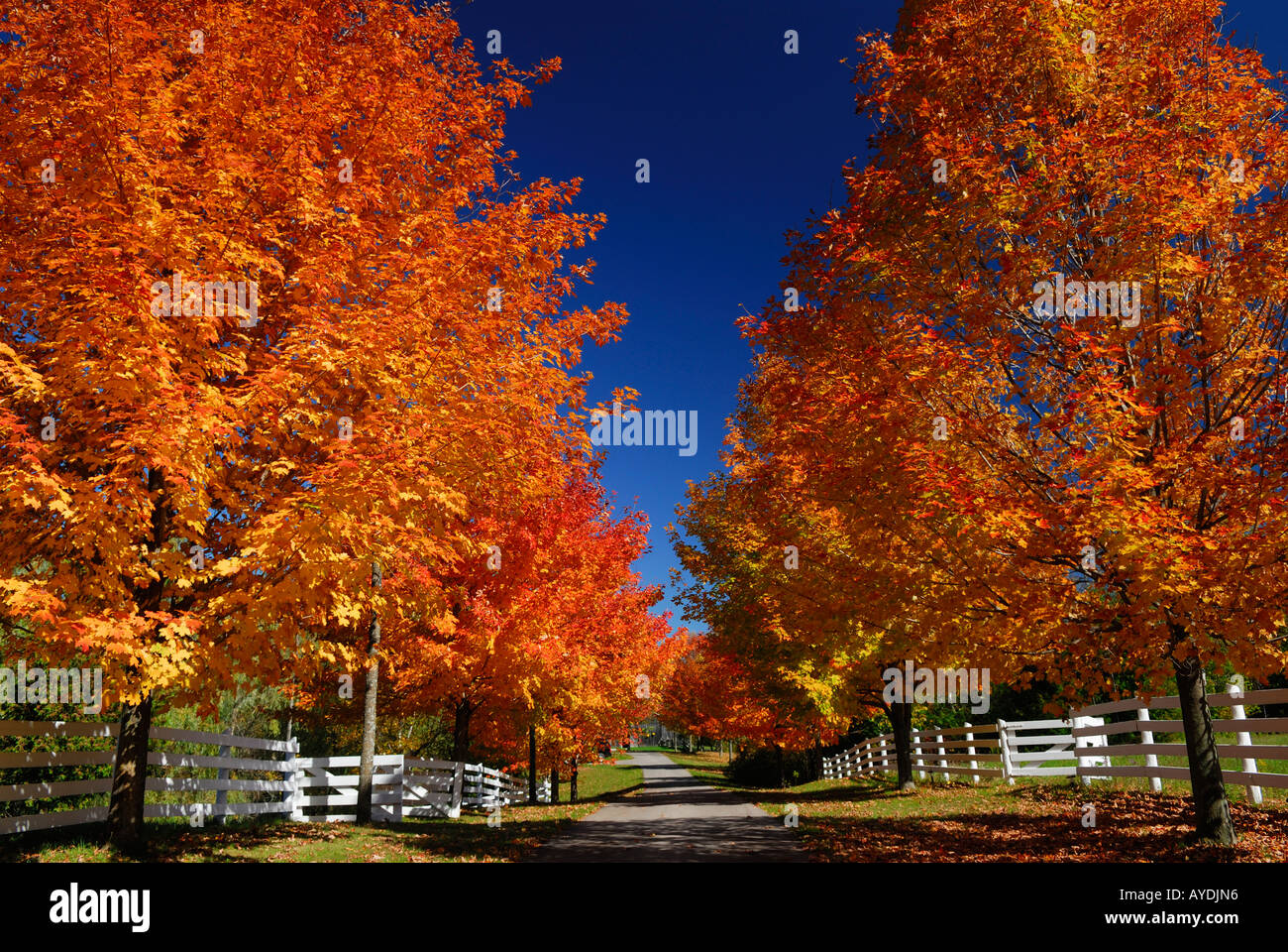 Rot-Ahornbäume entlang der Gasse zu einem Ontario Bauernhaus im Herbst Stockfoto