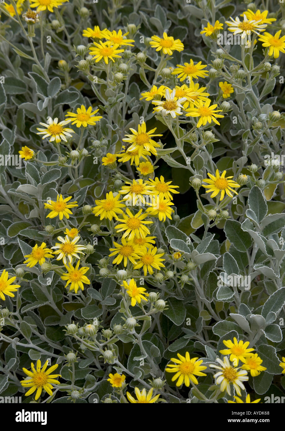 Garten Strauch Senecio greyii Stockfoto