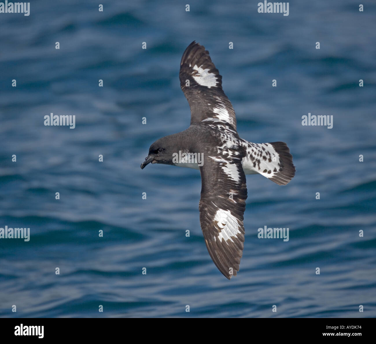 Snares Cape Taube oder Cape Petrel (Daption Capense) aus Neuseeland Südinsel im Flug Stockfoto