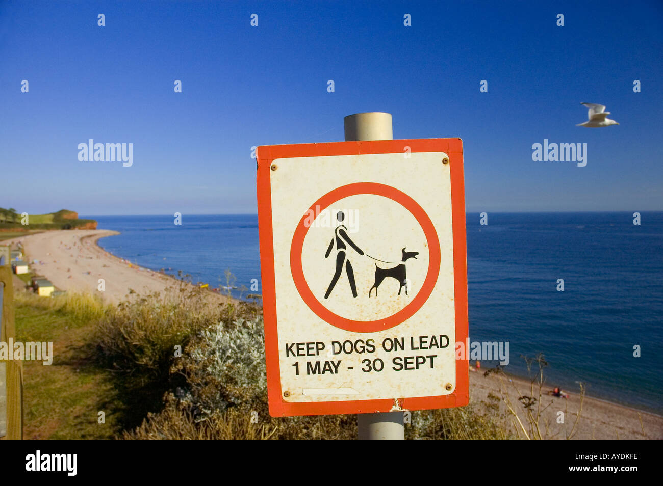 Beschränkung des Hunde am Strand Budleigh Salterton, Devon, UK zu unterzeichnen. Stockfoto