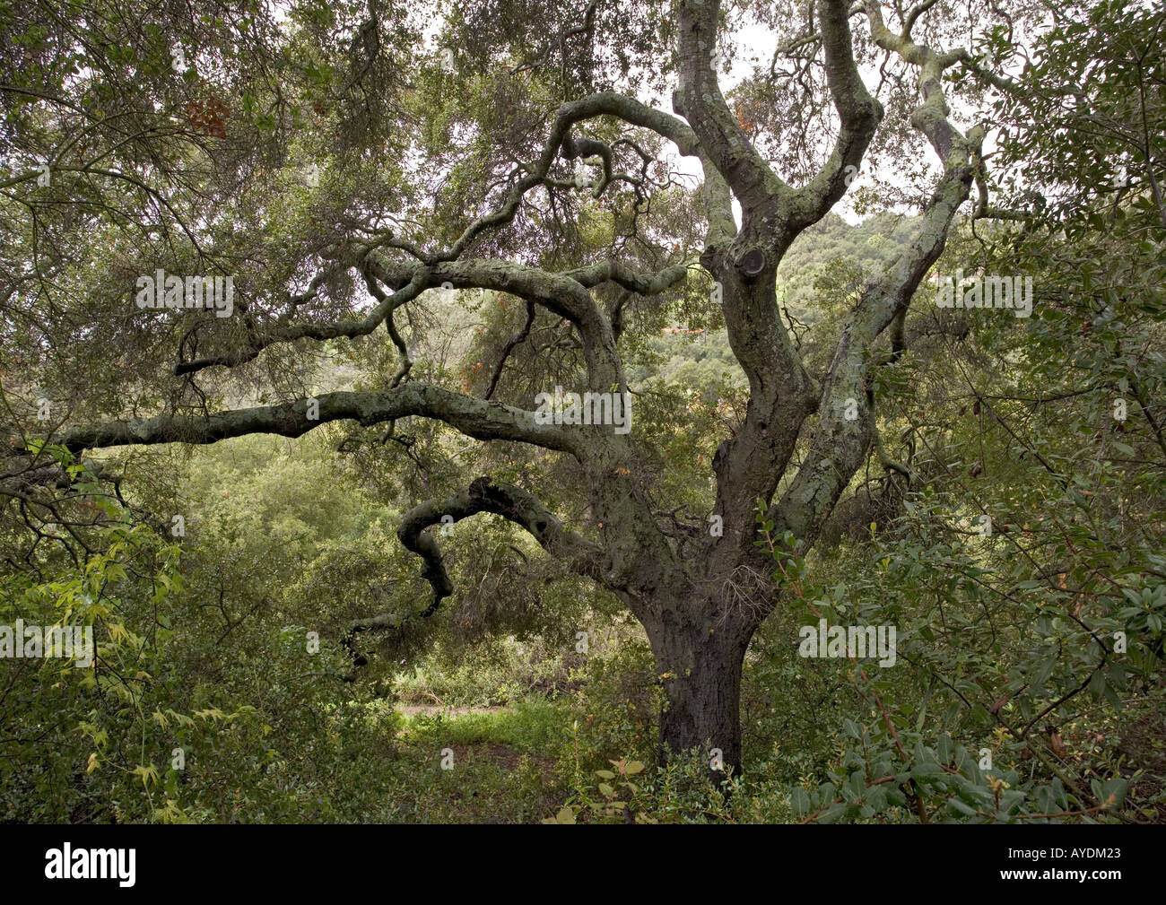 Küste Eichen Quercus agrifolia Stockfoto