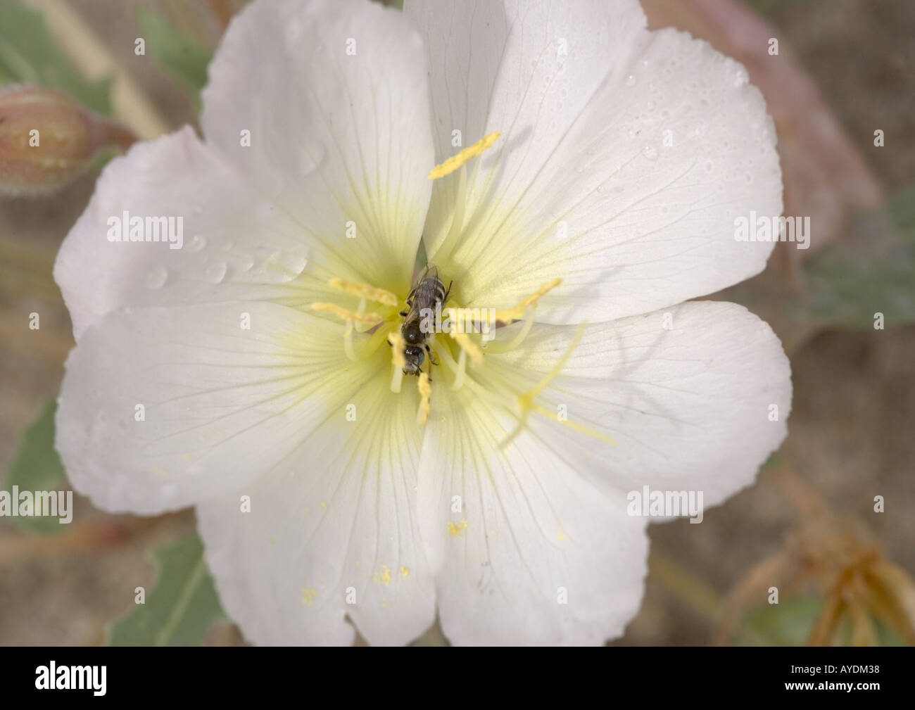 Düne Nachtkerze (Oenothera Deltoides) in Blüte Stockfoto