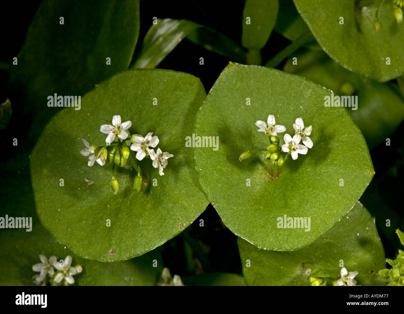 Miner's Salat oder Spring Beauty (Claytonia mitriformis = Montia) Stockfoto