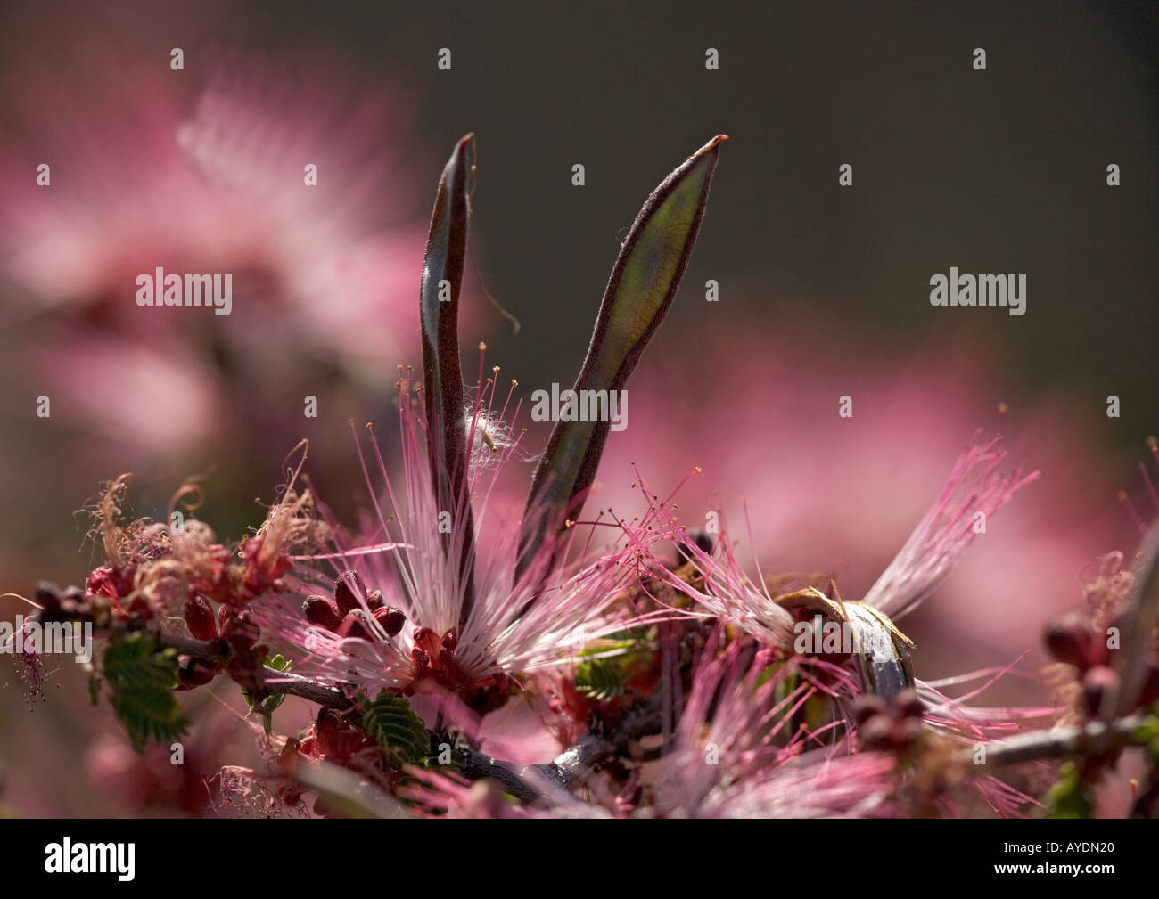 Fee-Duster-Blumen und Früchte; Calliandra eriophylla Stockfoto