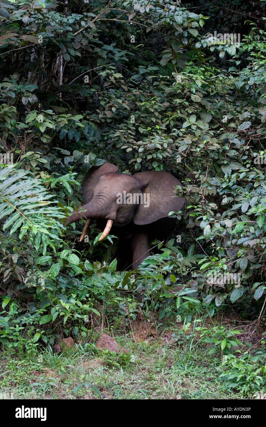 Afrikanische Assala Waldelefant Surfen im Regenwald, Gabun Stockfoto