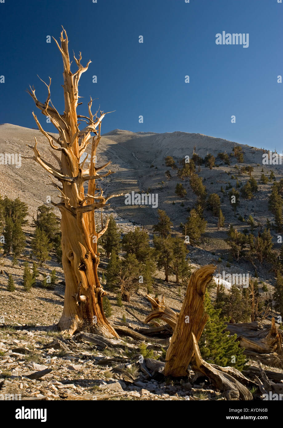 Bristlecone Kiefer (Pinus Longaeva) Bäume bei c 11.000 ft in den White Mountains; stehende tote Bäume. California Stockfoto