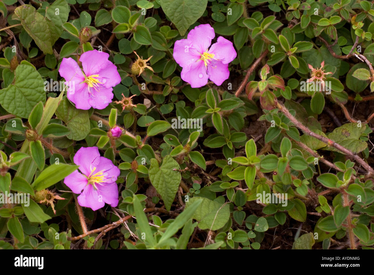 Wild rose Art Bodendecker Blumen im tropischen Regenwald Stock, Zentralverriegelung Gabun Stockfoto