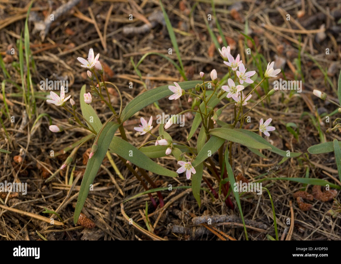 Westlichen Spring Beauty (Claytonia Lanceolata) im Kiefer Wald bei C 10 000 ft Stockfoto