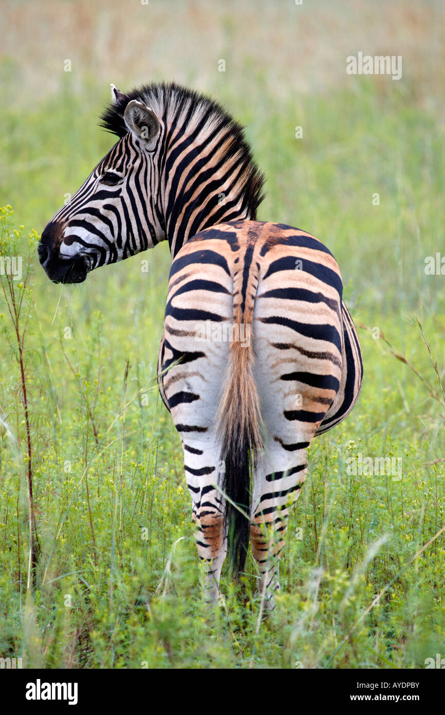 Burchells Zebra Equus Quagga Burchellii auf der Ebene von Entabeni game Reserve Welgevonden Waterberg Limpopo Provinz South afric Stockfoto