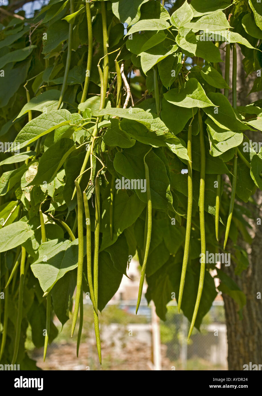 Indische Bohne Baum (Catalpa Bignonioides) in Obst Stockfoto