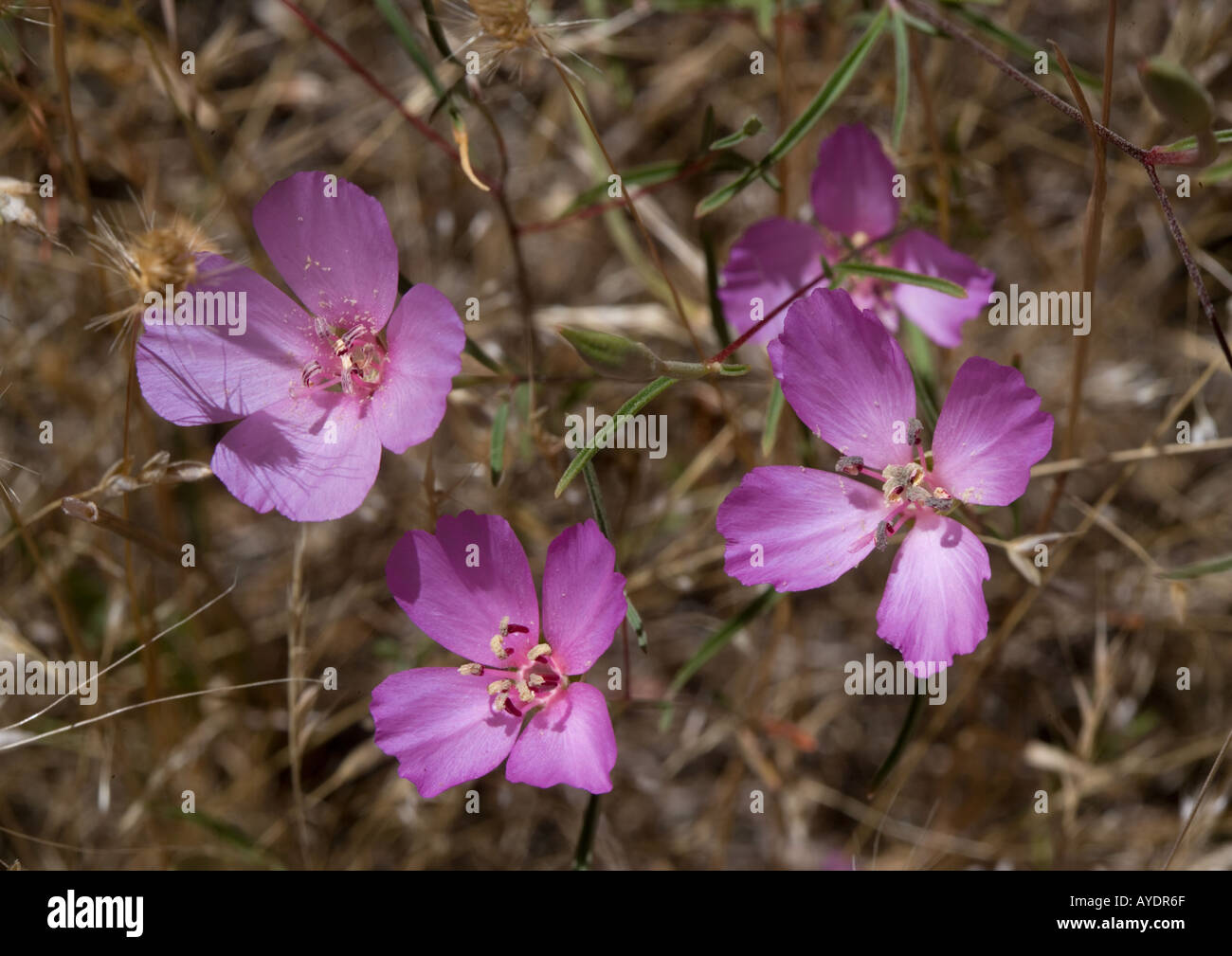 Eine schöne rosa Clarkia, Clarkia Gracilis auf Mt Tamalpais Stockfoto