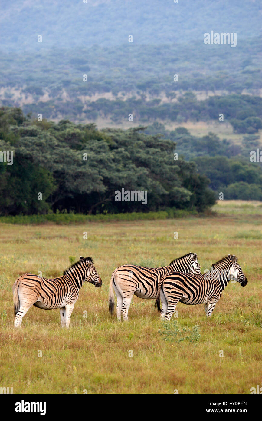 Burchells Zebra Equus Quagga Burchellii auf der Ebene von Entabeni game Reserve Welgevonden Waterberg Limpopo Provinz South afric Stockfoto