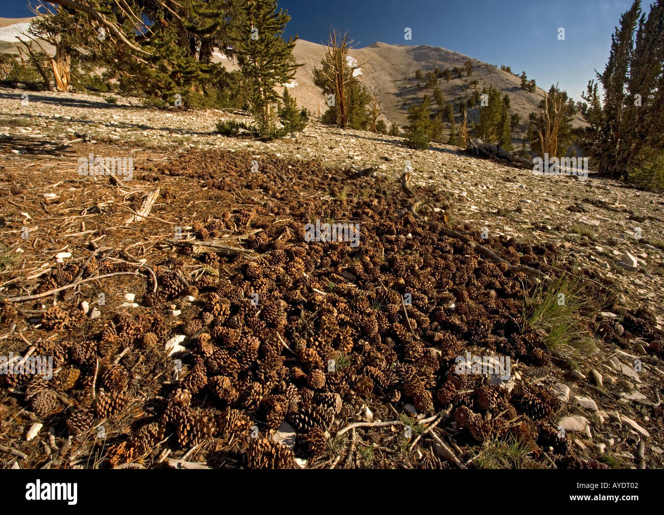 Bristlecone Kiefer Bäume Pinus Longaeva bei c 11 000 ft in den White Mountains: Kegel gefallen. Kalifornien, USA Stockfoto