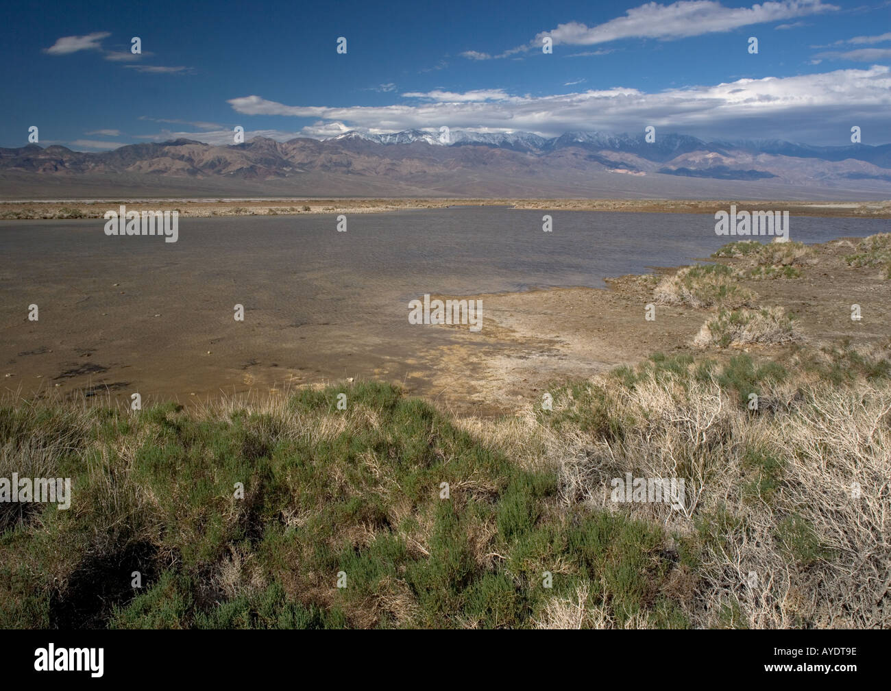 Tiefsten Punkt in USA Badwater Creek im Death Valley Salzwiesen und Lagune im nassen Jahr, Kalifornien USA Stockfoto