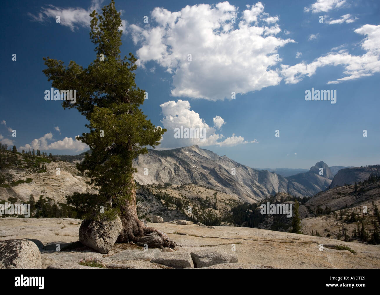 Westliche weiße Kiefer Pinus Monticola alten Baum im Yosemite-Nationalpark wächst in Felsspalten in Granit Stockfoto