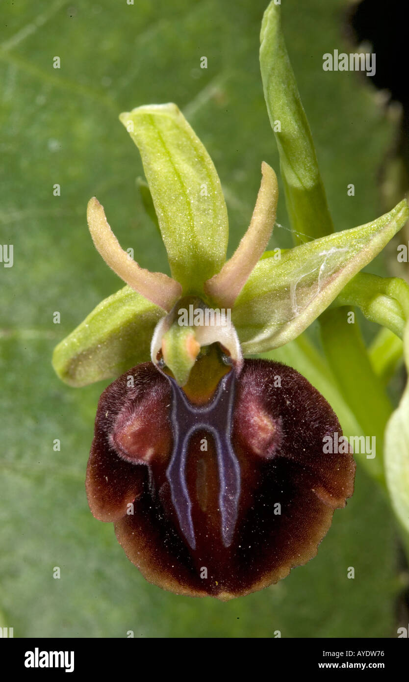 Eines der Spinne Orchideen (Ophrys Mammosa) Parori Schlucht
