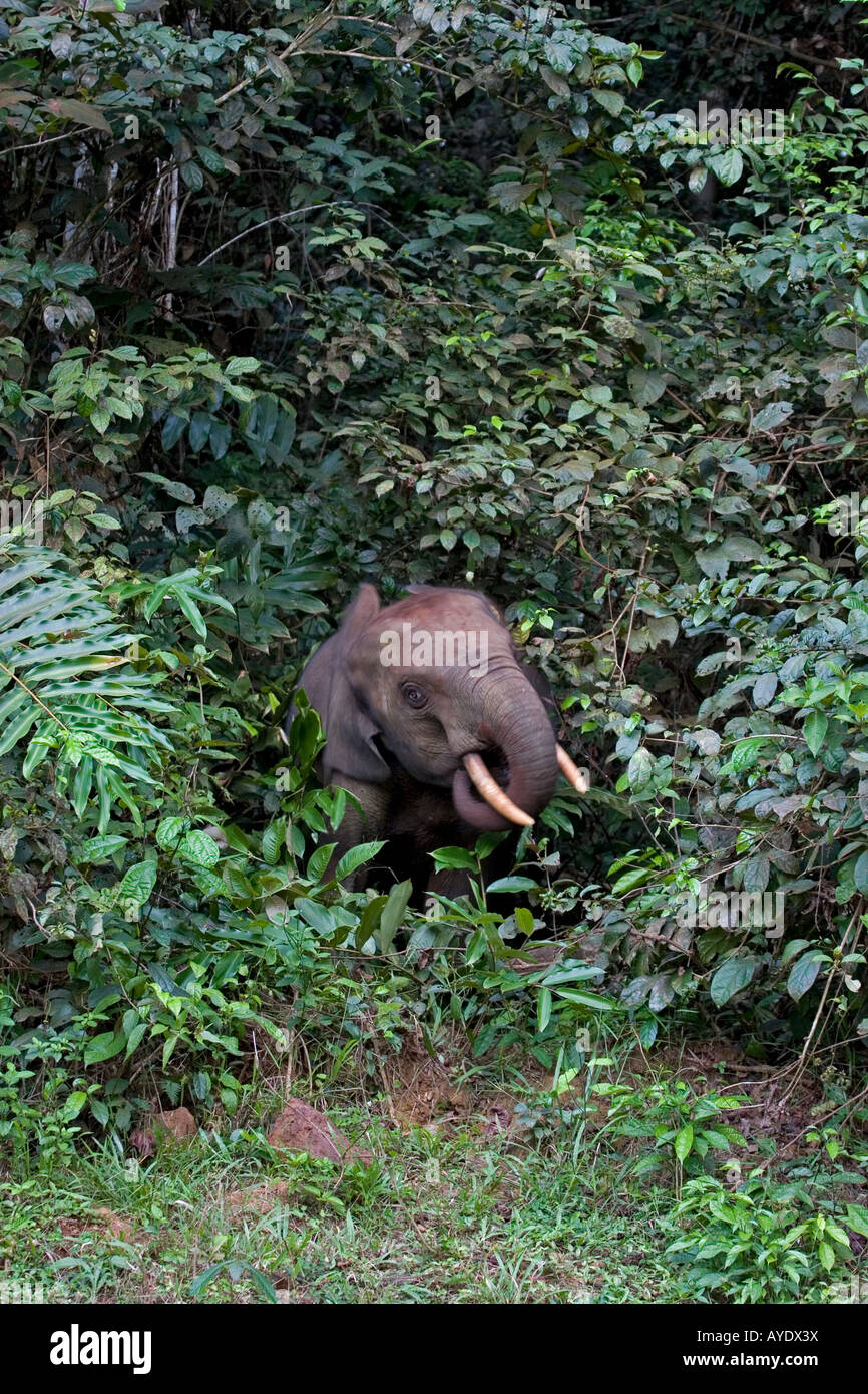 Afrikanische Assala Waldelefant Surfen im Regenwald, Gabun Stockfoto