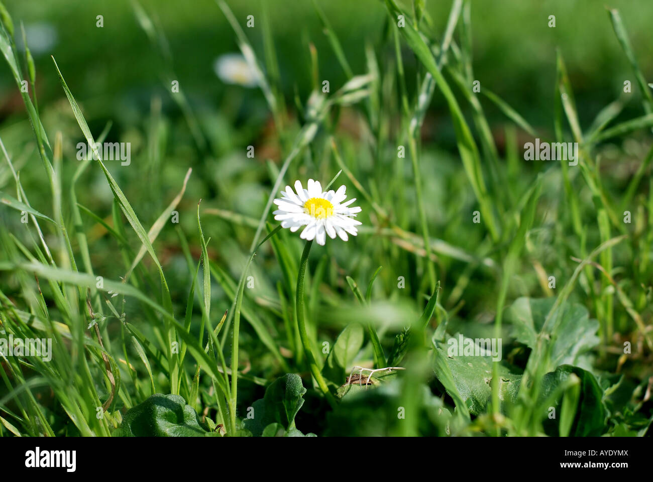 Ein einsamer Gänseblümchen in einem irischen Feld Stockfoto