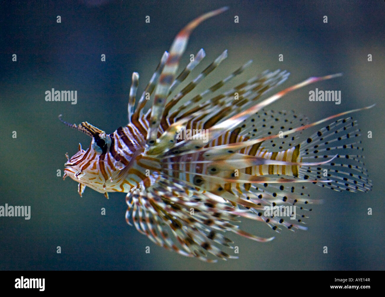 Rotfeuerfisch (Pterois Antennata) Stockfoto