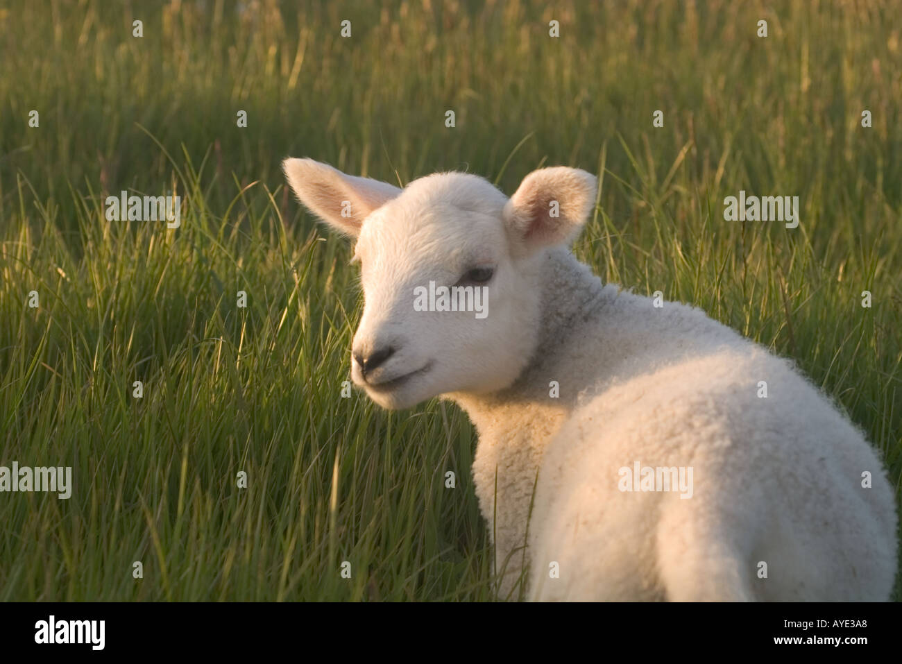 Dh Lamm TIERE UK schottischen Jungen Feder weiß Baby Lamm gras Feld einzelne Schottland süß Stockfoto