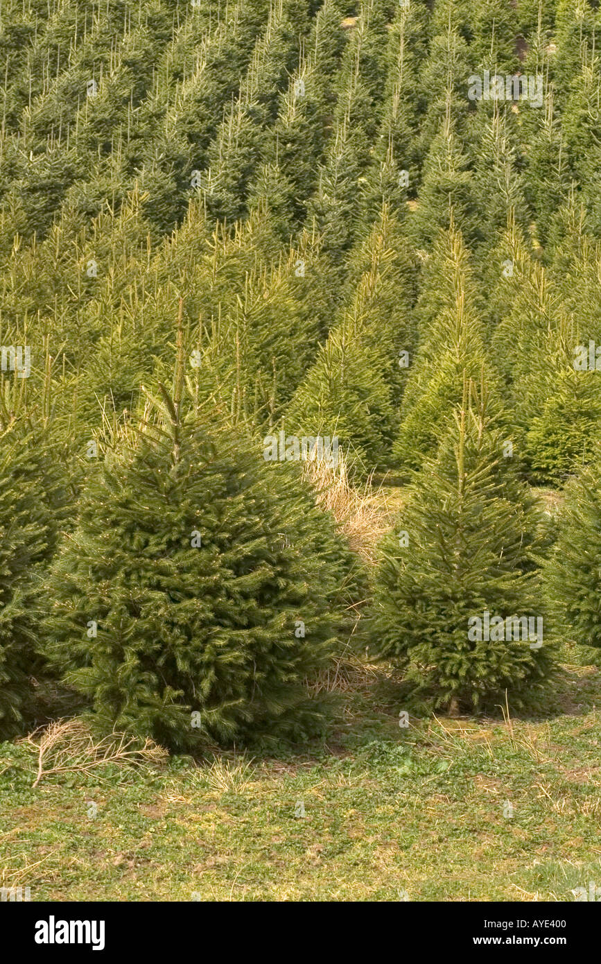 dh Fir Baumplantage Wald FORSTWIRTSCHAFT LANDWIRTSCHAFT Großbritannien SCHOTTLAND Jung Bäume wachsen Pflanzen Sprösslinge Sprössling Gärtnerei Agroforstwirtschaft Pflanze Stockfoto